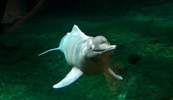 Фото: Речной дельфин животное