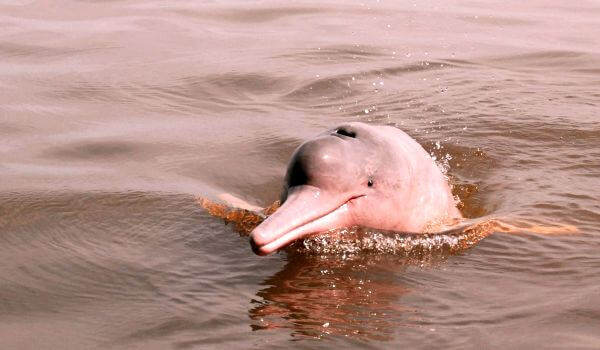 Фото: Пресноводный дельфин