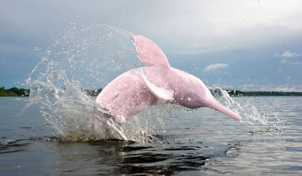 Фото: Розовый речной дельфин