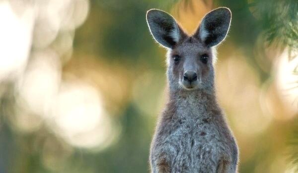 Фото: Серый кенгуру