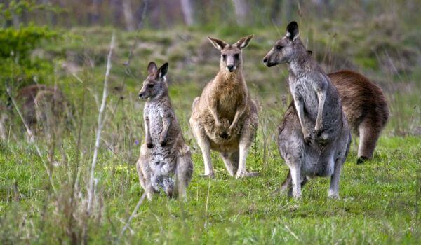 Фото: Серые кенгуру из Австралии