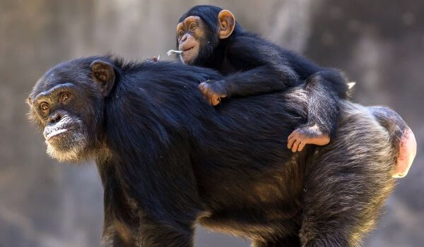 Фото: Детеныш шимпанзе