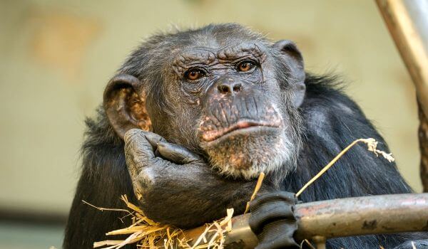 Фото: Шимпанзе