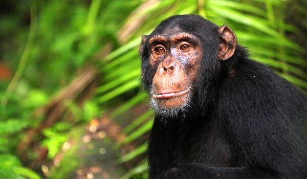 Фото: Примат шимпанзе