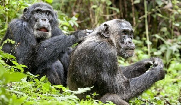 Фото: Приматы шимпанзе