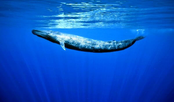 Фото: Синий кит Красная книга