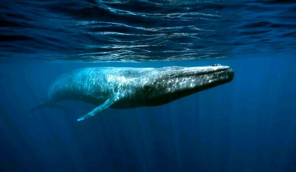 Фото: Синий кит