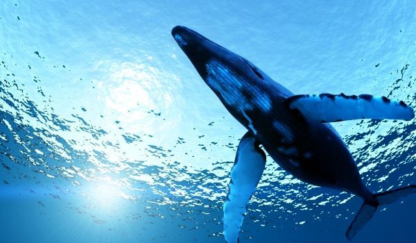 Фото: Морской синий кит