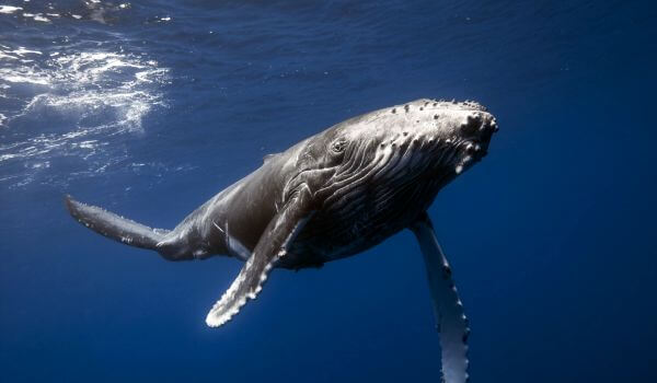 Фото: Большой синий кит