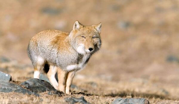 Фото: Тибетская лисица