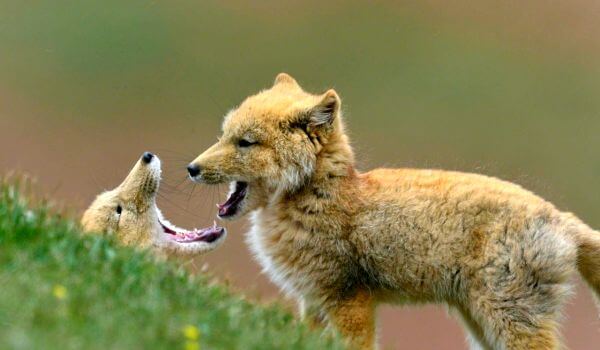 Фото: Детеныши тибетской лисицы
