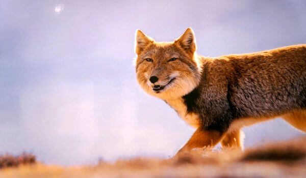 Фото: Животное тибетская лисица