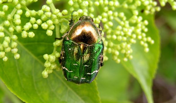 Жук бронзовка – большой зеленый блестящий жук, похожий на майского
