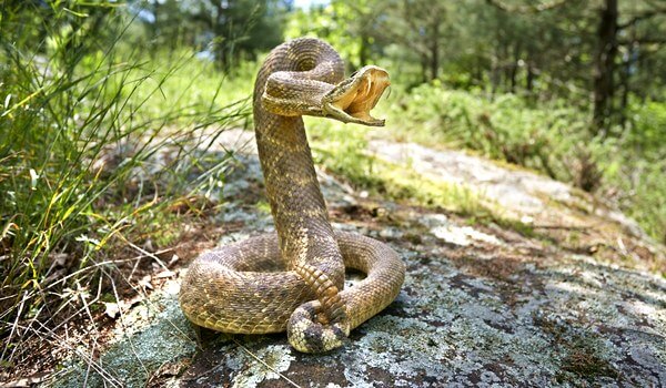 Фото: Гремучая змея