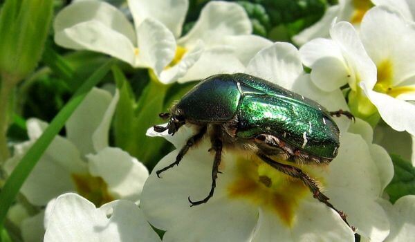 Фото: Крупный майский жук