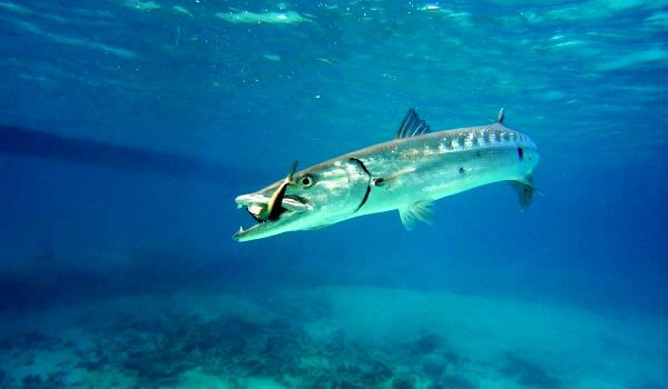 Рыбы Карибского Моря Фото