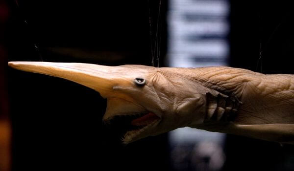 Фото: Глубоководная акула гоблин