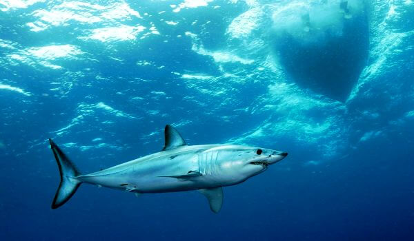 Фото: Опасная акула мако