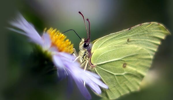 Фото: Бабочка лимонница