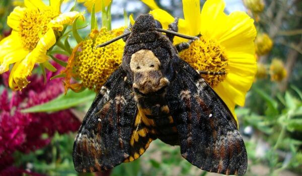Фото: Бабочка адамова голова