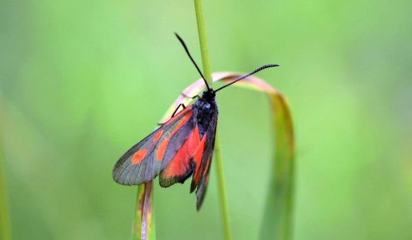 Фото: Бабочка пестрянка из Красной книги
