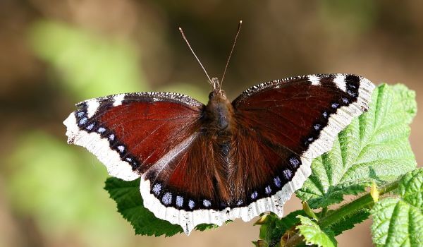 Фото: Дневная бабочка траурница