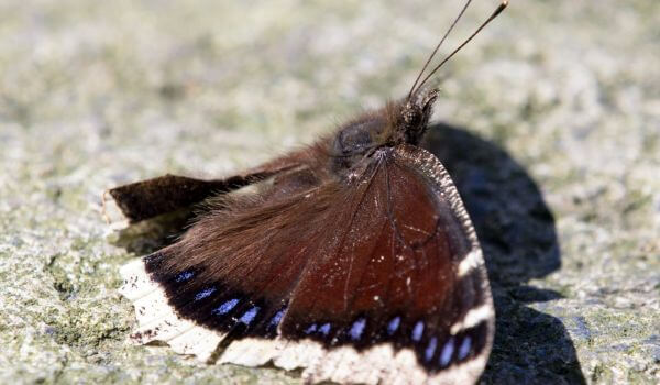 Фото: Дневная бабочка траурница