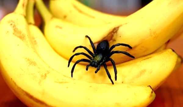 Фото: Банановый паук в бананах