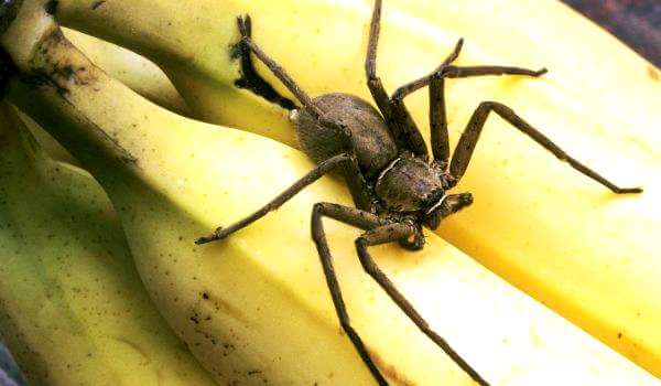 Фото: Банановый паук