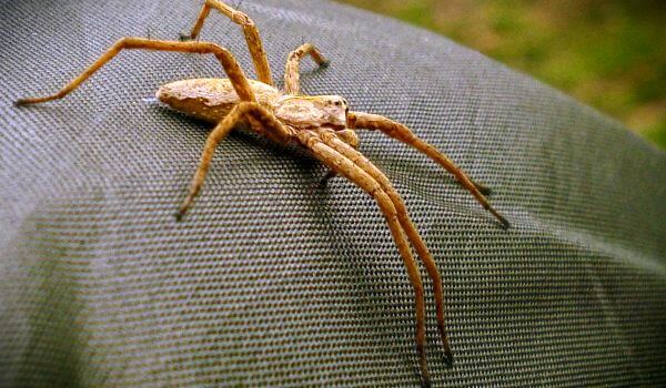 Фото: Ядовитый бразильский странствующий паук