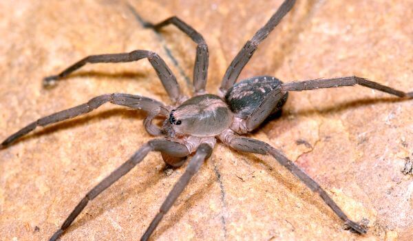Фото: Опасный бразильский странствующий паук