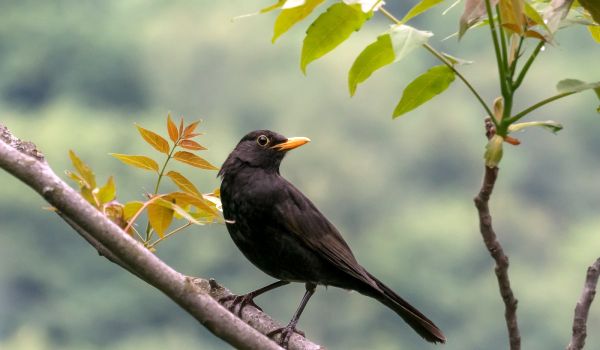 Фото: Птица черный дрозд
