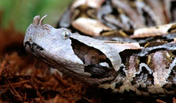 Фото: Змея габонская гадюка