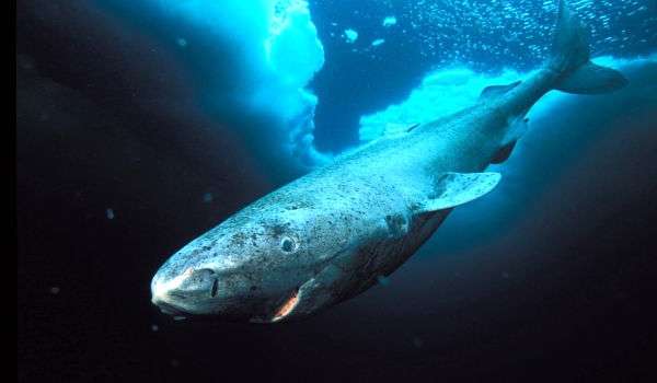 Фото: Гренландская акула