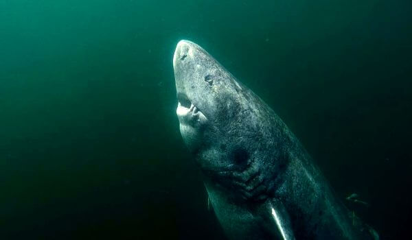 Фото: Гренландская полярная акула