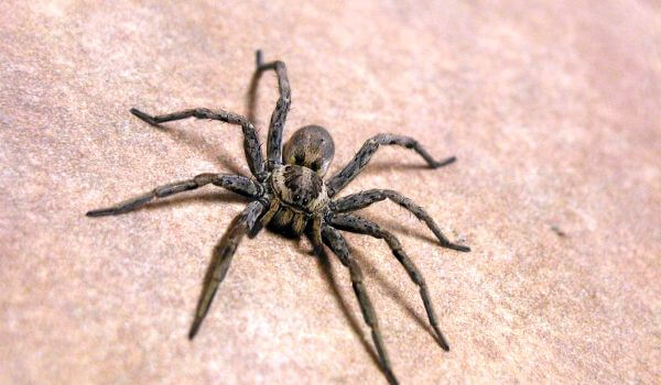Фото: Коричневый паук отшельник в Турции