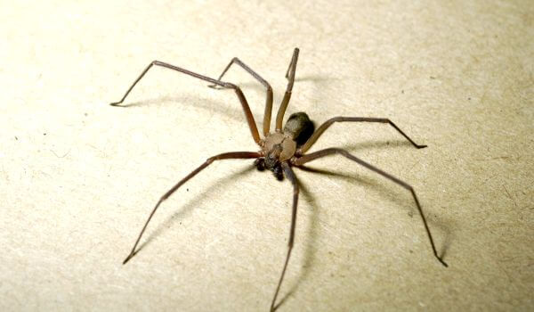 Фото: Коричневый паук отшельник