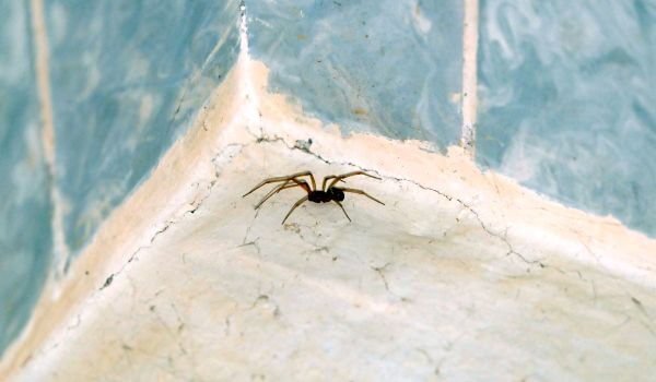 Фото: Коричневый паук отшельник в России