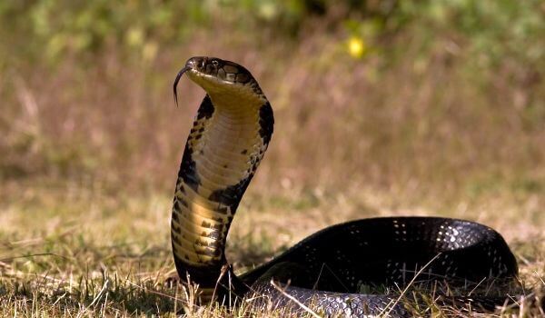 Фото: Ядовитая королевская кобра