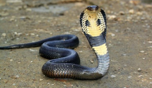 Фото: Королевская кобра в природе