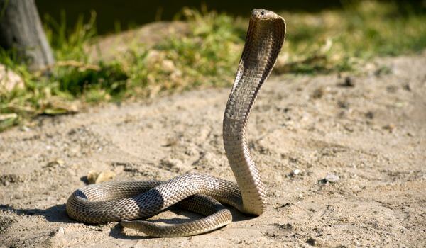 Фото: Змея королевская кобра