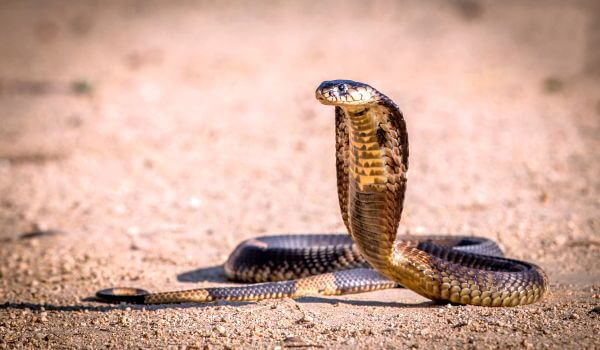 Фото: Королевская кобра из Красной книги