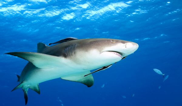 Фото: Лимонная акула