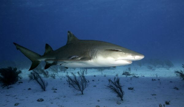 Фото: Лимонная акула