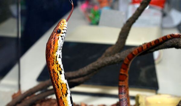 Фото: Змея маисовый полоз