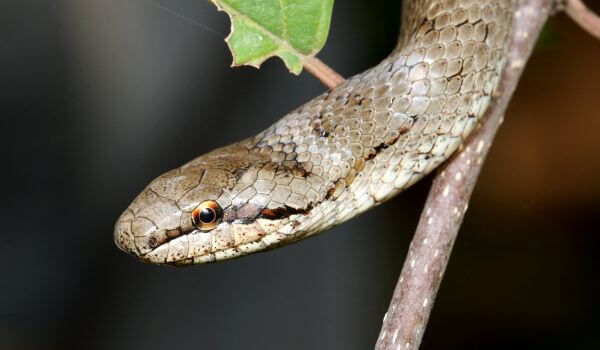 Фото: Змея медянка обыкновенная