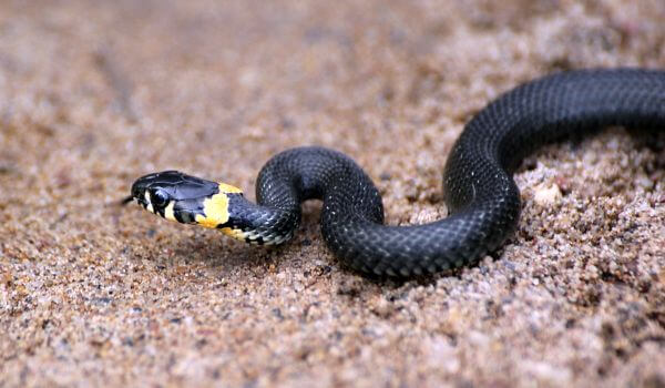 Фото: Змея обыкновенный уж