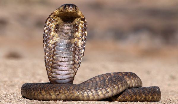 Фото: Очковая змея в Индии