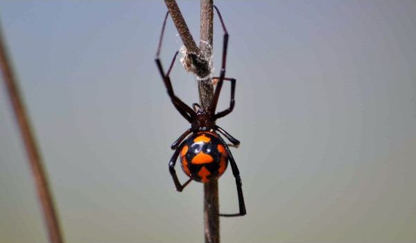 Каракурт – самый ядовитый паук в мире