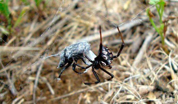 Фото: Ядовитый паук каракурт